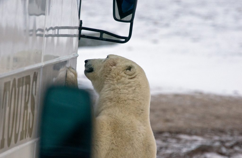 Eisbär